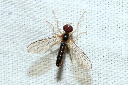 Nephrocerus flavicornis